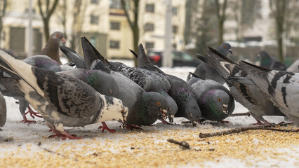 Fototapeta premium A flock of pigeons gathers on the snowy ground, eagerly pecking at scattered grains. This winter scene captures the beauty of nature as these birds are fed in the cold.
