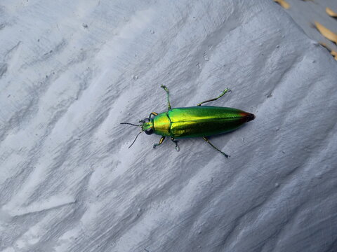 Chrysochroa fulminans or commonly called Samber iler or Samber lilin, is a type of jewel beetle, belonging to the Buprestidae family. Its body length can reach 30-40 mm. The surface of its body