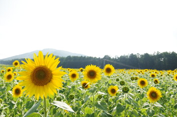 Fototapeta premium ひまわり畑