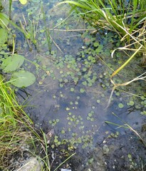 Shallow Muddy Wetland with Small Aquatic Plants and Green Reeds Close-Up