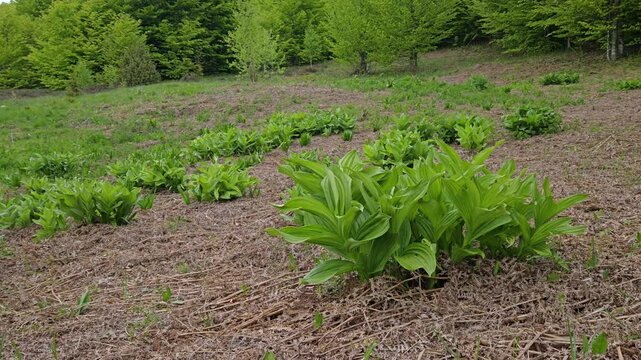 False Helleborine in natural ambient, toxic (Veratrum album) - (4K)
