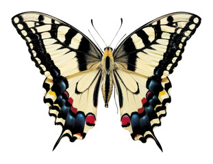 Fototapeta premium PNG Butterfly insect invertebrate photography.