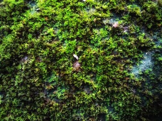 Obraz premium Close-Up Photo of Green Moss Growing on a Rough, Weathered Surface, Highlighting Natural Texture and Organic Detail.