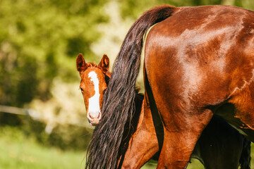 One week old foal free in the pasture, looking behind mother into the lens