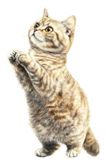 Obraz premium PNG Cut kitty British Shorthair standing playful animal.
