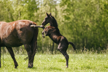 Playful black warmblood foal playing with his momma in the field
