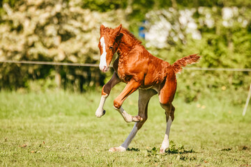 Dutch Harness Horse foal sprinting in the pasture