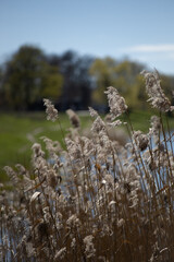 Peaceful Spring Scene with Wildflowers and Grasses