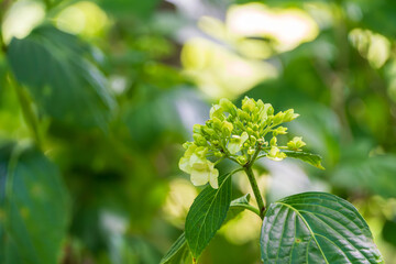 緑の中に咲き始めた淡い黄緑色のアジサイの蕾