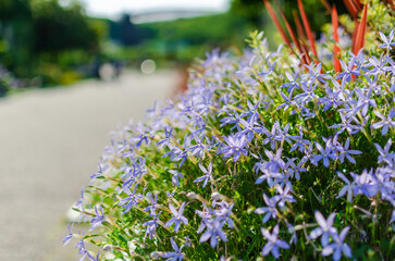 道端に咲くイソトマの青紫の花と初夏の風景