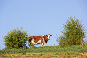 spotted red and white cow grazes near shrubs against blue sky