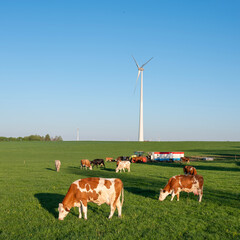 brown and white spotted cows in green meadow with milking machine under blue sky