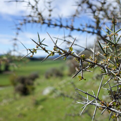 Close-up of Thorny Branch