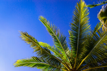 Palm tree leaves against blue sky