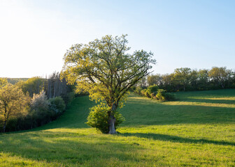 trees and meadows in rolling hills of luxemburg countryside