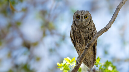 Eurasian Scops Owl