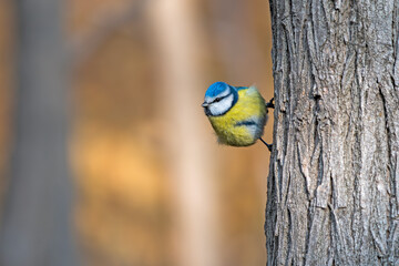 blue tit on a tree