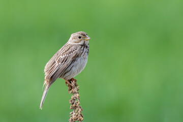 Emberiza calandra