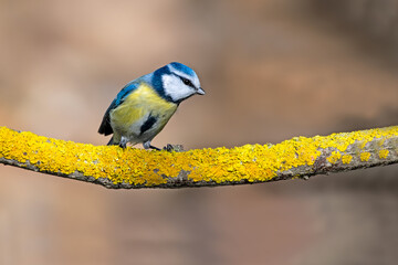 blue tit on branch