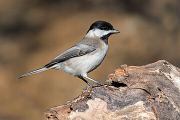 Sombre Tit on a brown background