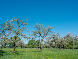 blossoming orchard under blue sky in luxemburg