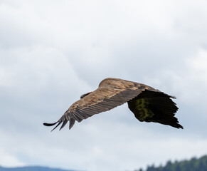 Griffon vulture - Gyps fulvus