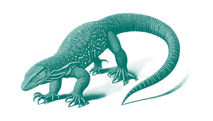 Fototapeta premium Ackie Monitor lizard vector