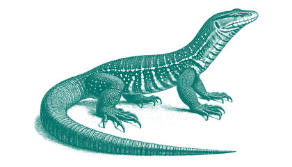 Fototapeta premium Ackie Monitor lizard vector