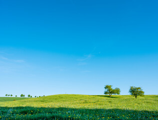 flowers and meadows in rolling hills of luxemburg countryside