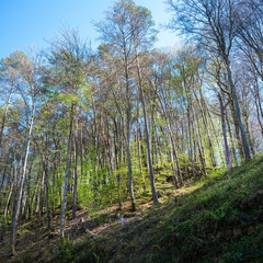 sunlight in spring on forest in muellertal near echternach in luxemburg