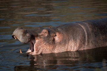 Ein gähnendes Nilpferd / Hippo steht in einem See im Serengeti Nationalpark in Tansania Afrika 