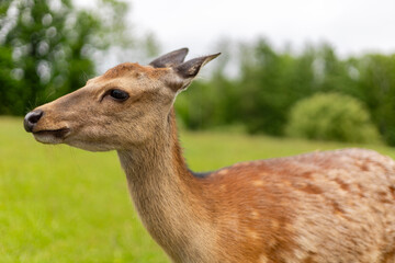 A graceful deer stands close to the camera, showcasing its sleek coat and delicate features. The lush green meadow provides a tranquil backdrop under an overcast sky