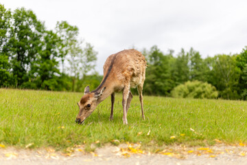 A young deer grazes calmly on lush green grass in a serene setting, surrounded by trees under a...