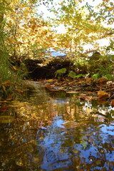 Fototapeta premium The maple grove in autumn, Sainte-Apolline, Québec, Canada