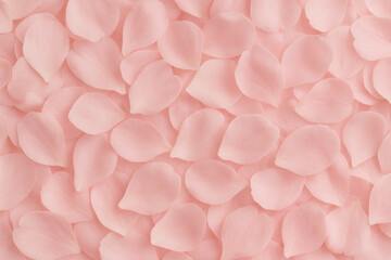 Obraz premium Pink petals scattered on wallpaper.