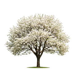 Obraz premium Flowering tree isolated on transparent background