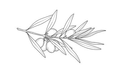 Olive branch illustration with leaves and olives
