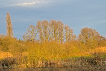  Sunny winter marsh landscape with golden reed and bare winter trees in Bourgoyen nature reserve, Ghent, Flanders, Belgium