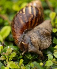 A large brown and white snail is laying on a green leaf