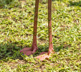 A pink and green bird with long legs is standing in a grassy field
