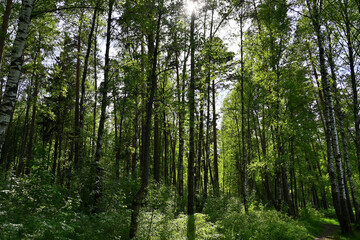 Russian forest on a clear spring day.
