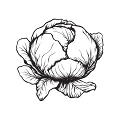 Vector illustration of cabbage or kale in simple and clean flat design style isolated on white background.