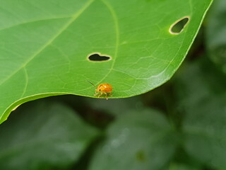 Small orange beetle - Cucurbit beetle (Aulacophora indica) on a leaf with holes in it.