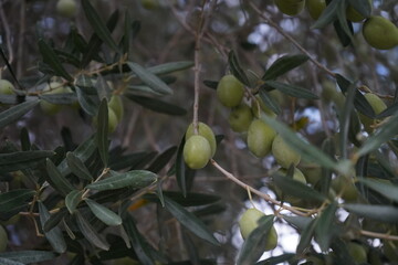 The olive, botanical name Olea europaea (meaning 