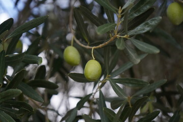 The olive, botanical name Olea europaea (meaning 