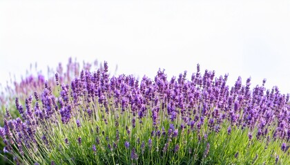 Fototapeta premium lavender flowers blooming in a garden with white background