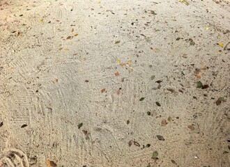 Sandy ground textured with scattered small leaves and debris.
