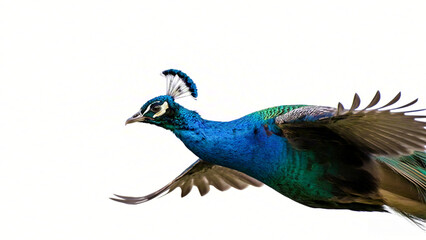 Obraz premium Peacock in flight