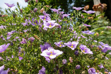 Fototapeta premium 初夏の陽光に映える紫色の花が咲く低木
