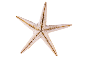 starfish, sea star on white background. png image